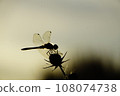 Dragonfly  108074738