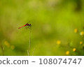 Red dragonfly 108074747