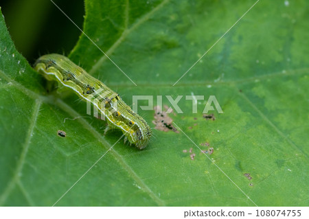 Lionfly larva Lionfly larva 108074755