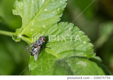 Centipede fly Centipede fly 108074756