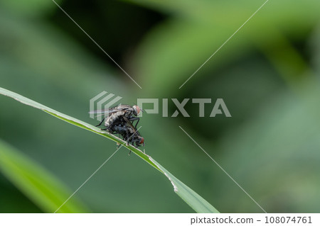 射手座蒼蠅在草地上交配 射手座蒼蠅在草地上交配 108074761