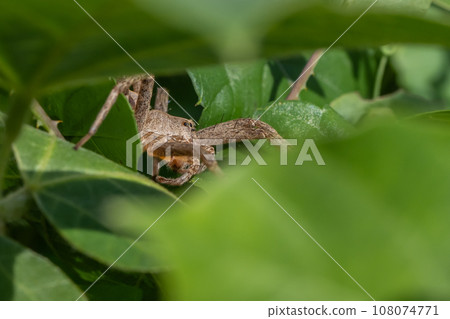 Ilo-billed spider Ilo-billed spider 108074771