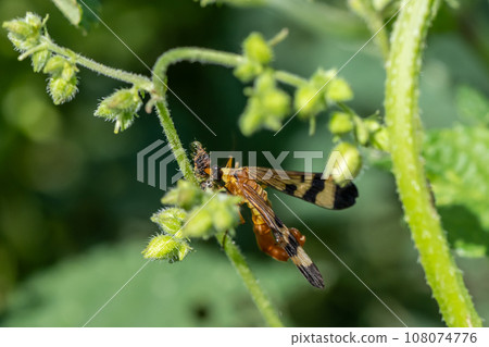 一種捕食昆蟲的甲蟲 108074776