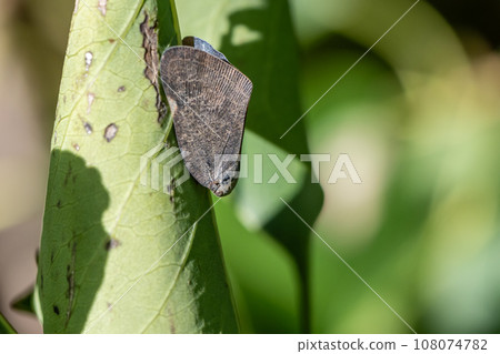 Amigasa Hagoromo 108074782