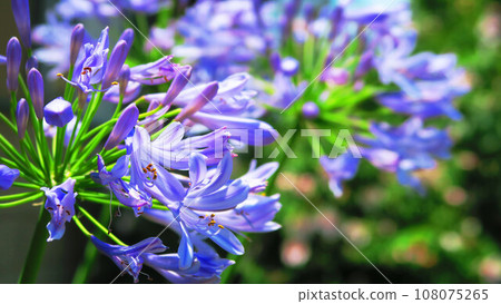 百子蓮 (紫色君子蘭) 花卉景觀 108075265