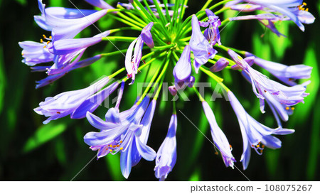 百子蓮 (紫色君子蘭) 花卉景觀 108075267