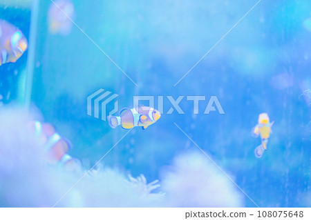 金魚在水族館裡游泳 金魚在水族館裡游泳 108075648