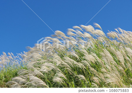 Susuki在藍天閃耀 108075883