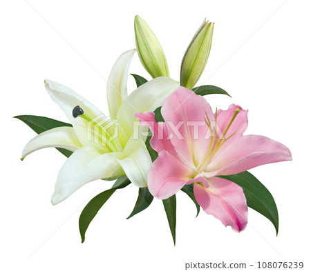 Pink and white Lily flower bouquet isolated on white background 108076239