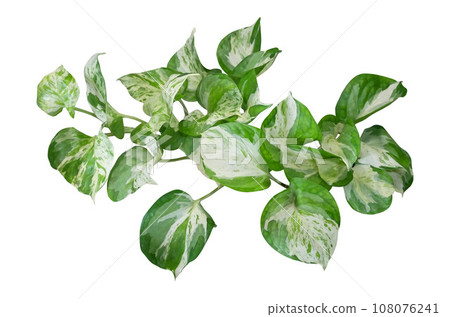 Heart shaped green variegated leaves of devil ivy tropical house Heart shaped green variegated leaves of devil ivy tropical house 108076241