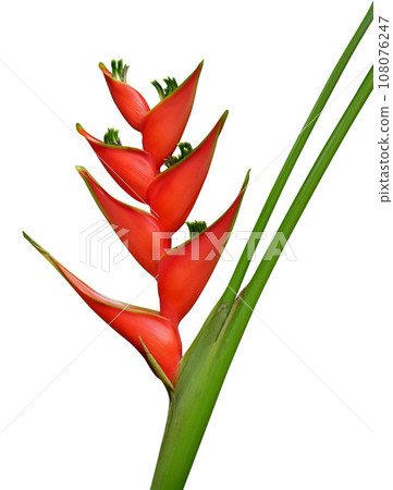 Red Heliconia bihai flower, bird of paradise flower Red Heliconia bihai flower, bird of paradise flower 108076247