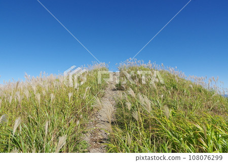 Pampas grass hill shining against the blue sky Pampas grass hill shining against the blue sky 108076299