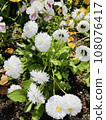 White and round flowers 108076417