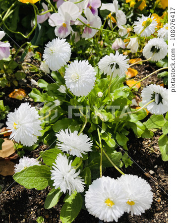 白色和圓形的花朵 108076417