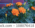 Orange marigold 108076418