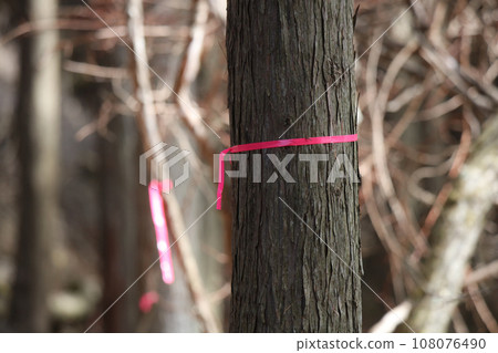pink tape wrapped around a tree pink tape wrapped around a tree 108076490