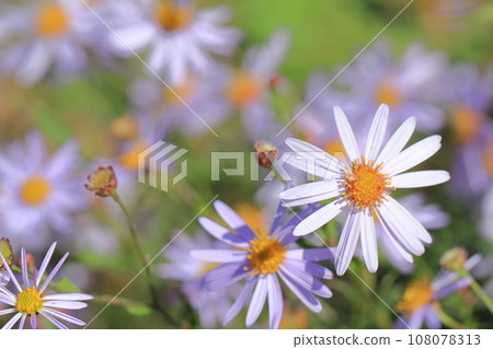 真水高原的秋花1 真水高原的秋花1 108078313