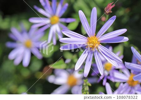 Autumn flowers of Masumizu Plateau 3 108078322