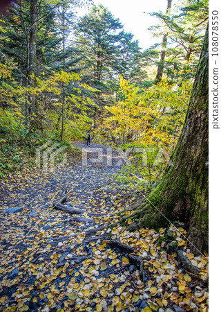 Autumn Kamikochi promenade Autumn Kamikochi promenade 108078550