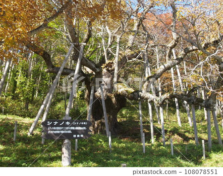 早坂高原的椴樹 108078551