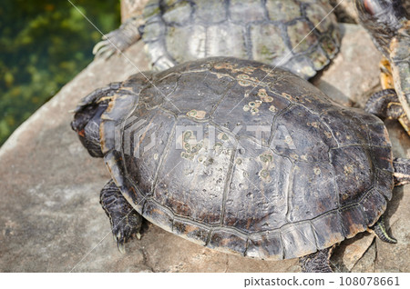 Turtle to dry the shell Turtle to dry the shell 108078661