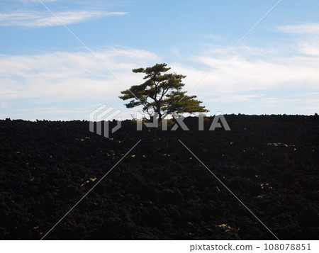 A lone pine tree in the Yakehashiri lava flow A lone pine tree in the Yakehashiri lava flow 108078851