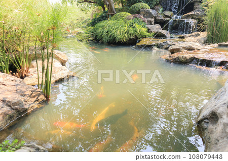 koi fish in the garden pond koi fish in the garden pond 108079448