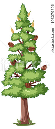 Conifer Plants with Gymnosperms: A Vector Cartoon Illustration 108079896