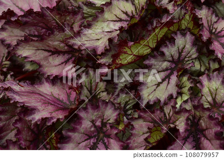 時尚的葉子植物背景秋海棠 108079957