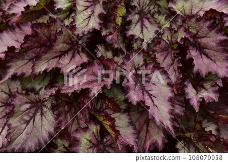 時尚的葉子植物背景秋海棠 108079958
