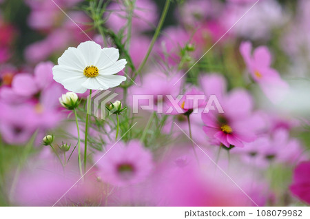 白色的波斯菊被粉紅色的波斯菊包圍 108079982