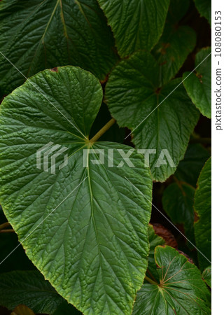 Botanical background of green leaves Begonia 108080153