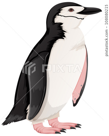 Chinstrap Penguin on White Background Chinstrap Penguin on White Background 108080215