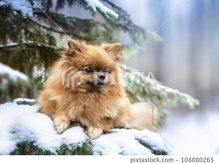 pomeranian in nature 108080265