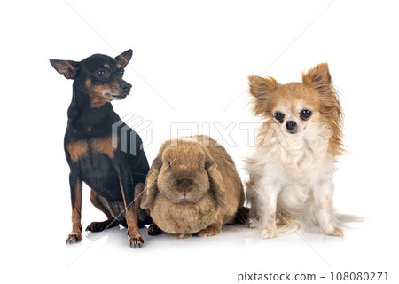 Lop rabbit in studio 108080271