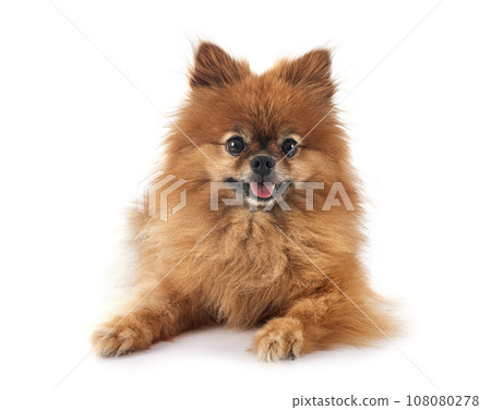 pomeranian in studio 108080278