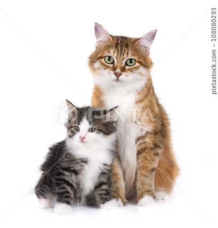 kitten and mother Kurilian Bobtail in studio kitten and mother Kurilian Bobtail in studio 108080293