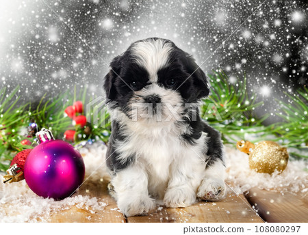 puppy shih tzu and christmas puppy shih tzu and christmas 108080297