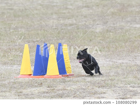 obedience training with a staffie 108080299