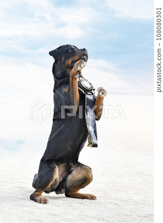 obedience competitionwith a rottweiler obedience competitionwith a rottweiler 108080301