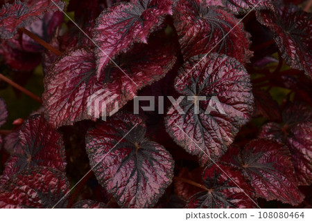 Red leaf botanical background Begonia 108080464