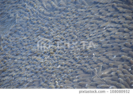 A large school of mullet swimming up the river 108080932
