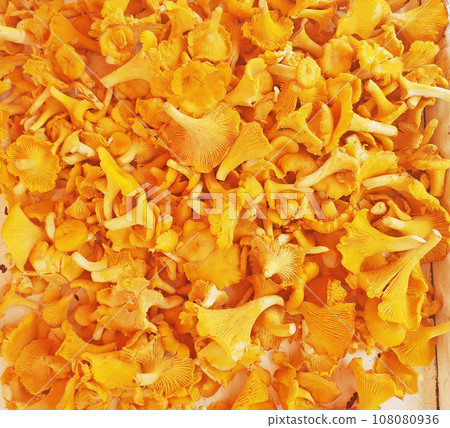 Close-up of Fresh yellow chanterelle or girolle mushrooms as background Close-up of Fresh yellow chanterelle or girolle mushrooms as background 108080936