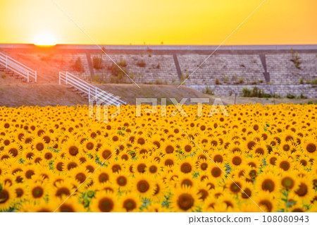 夕陽與向日葵田 柳川 向日葵花園 福岡縣柳川市 108080943