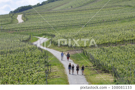 呂德斯海姆葡萄園景觀,位於萊茵河谷中上游地區,被聯合國教科文組織列為世界遺產(人臉模糊) 呂德斯海姆葡萄園景觀,位於萊茵河谷中上游地區,被聯合國教科文組織列為世界遺產(人臉模糊) 108081133