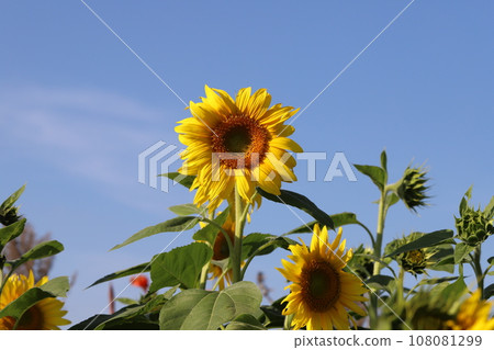 Yellow sunflower flowers blooming in the autumn garden 108081299