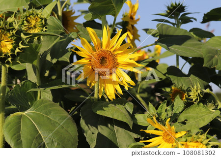 Yellow sunflower flowers blooming in the autumn garden 108081302