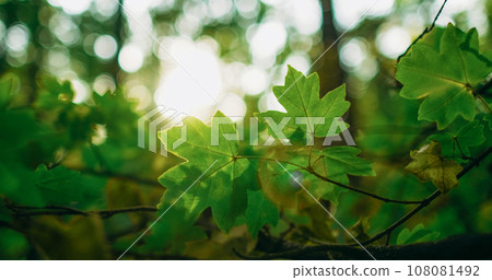 Green foliage background. Forest scenery. Peaceful nature beauty. Morning woods sunshine. Summer lush maple tree leaves in bokeh light lens flare. 108081492
