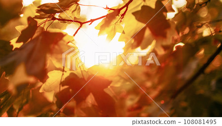 Forest sunrise background. Fall leaves. Morning park scenery. Blur yellow green tree foliage branch in lens flare defocused glowing beam light. 108081495