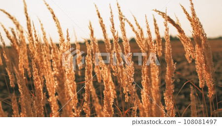 Fall meadow background. Countryside scenery. Rural agriculture. Calm nature landscape. Dry grass golden straw reed heads swinging in wind on blur sunset skyline. 108081497